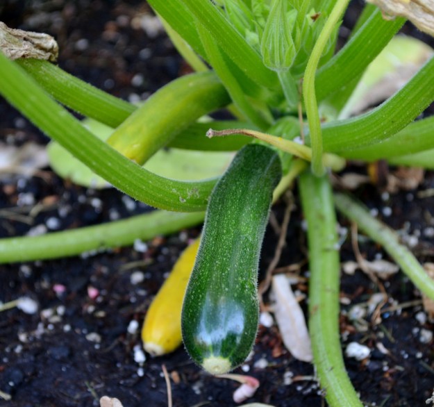 baby zucchini