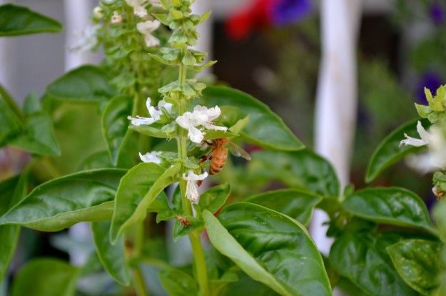 bee on basil (in need of a trim)