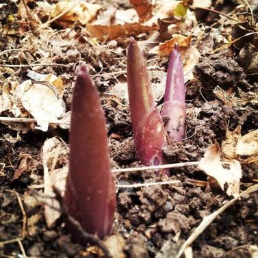 hosta spears April 2015