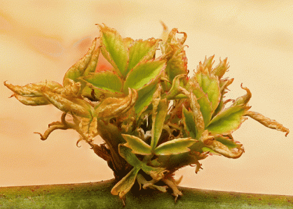 "the rambling houseplants"