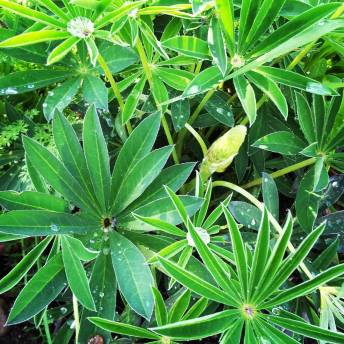 13433258_10209982724671148_8726775559814112129_o