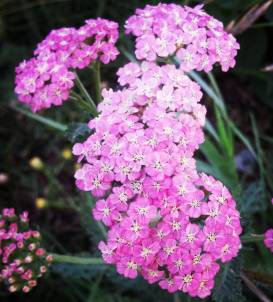 15895556_10211951436207706_273252119754877794_o