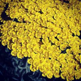 15895938_10211951434727669_5790255741930784845_o