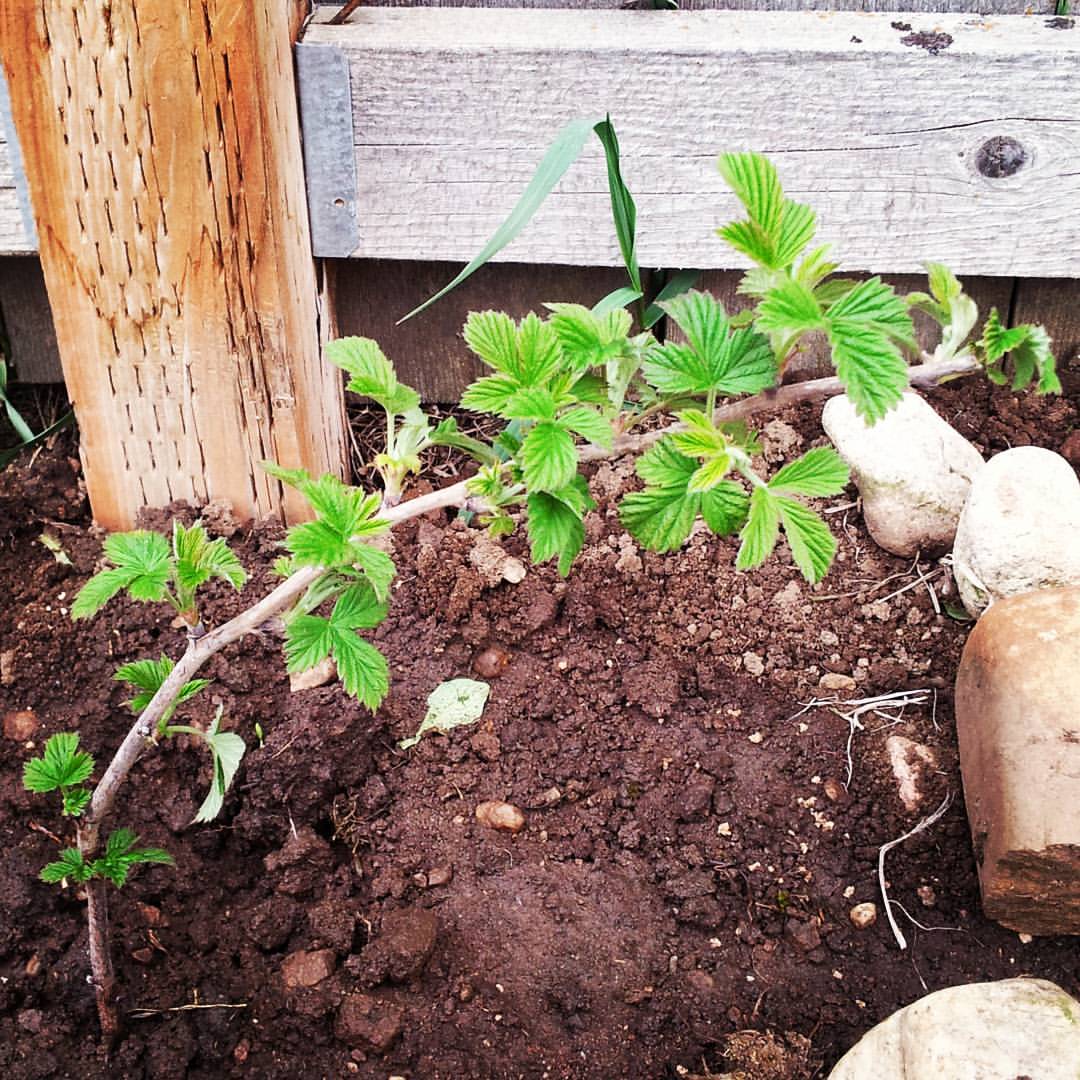 18319061_10213166880913064_6286428658718252595_o