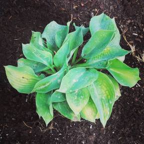 20643121_10214100244966582_8749020550290129308_o