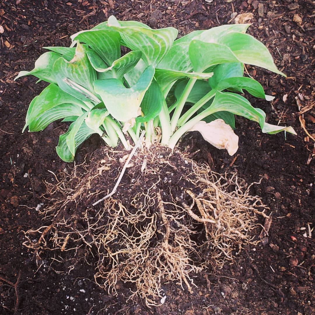 20645312_10214100230526221_8811440555220341561_o